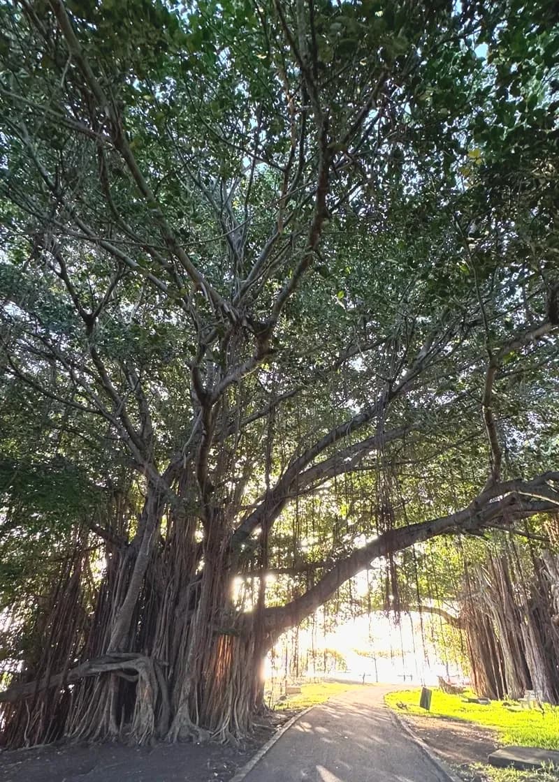 Everyday life under the trees at Case Noyale