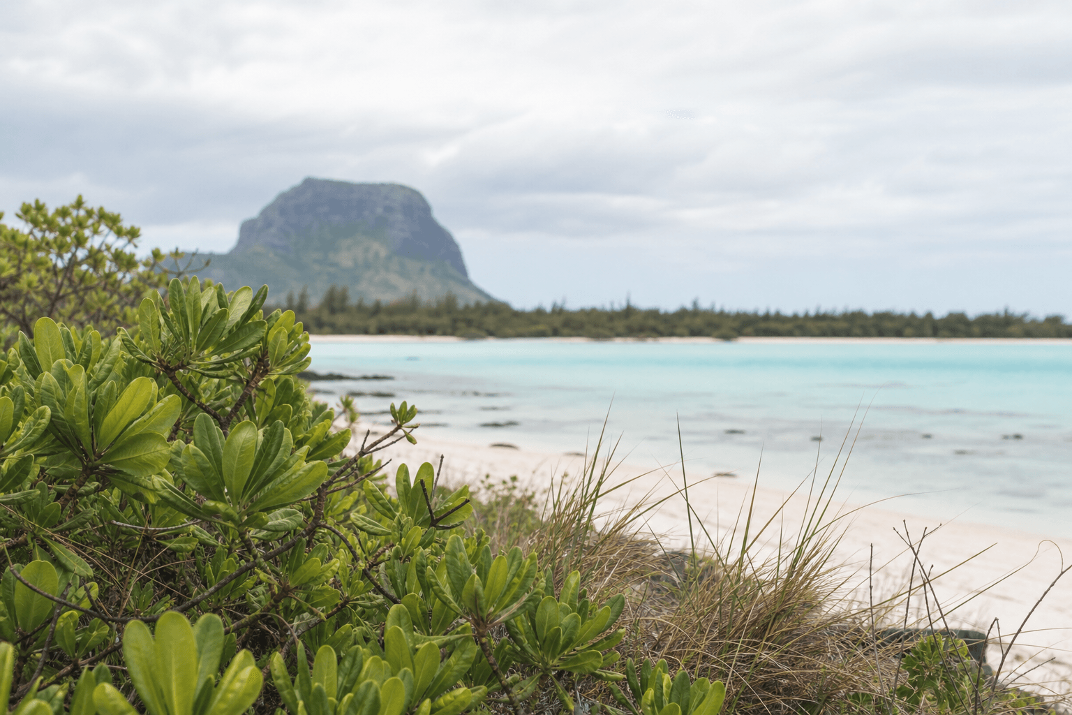 Illustrated coastal vegetation and lagoon near Le Morne